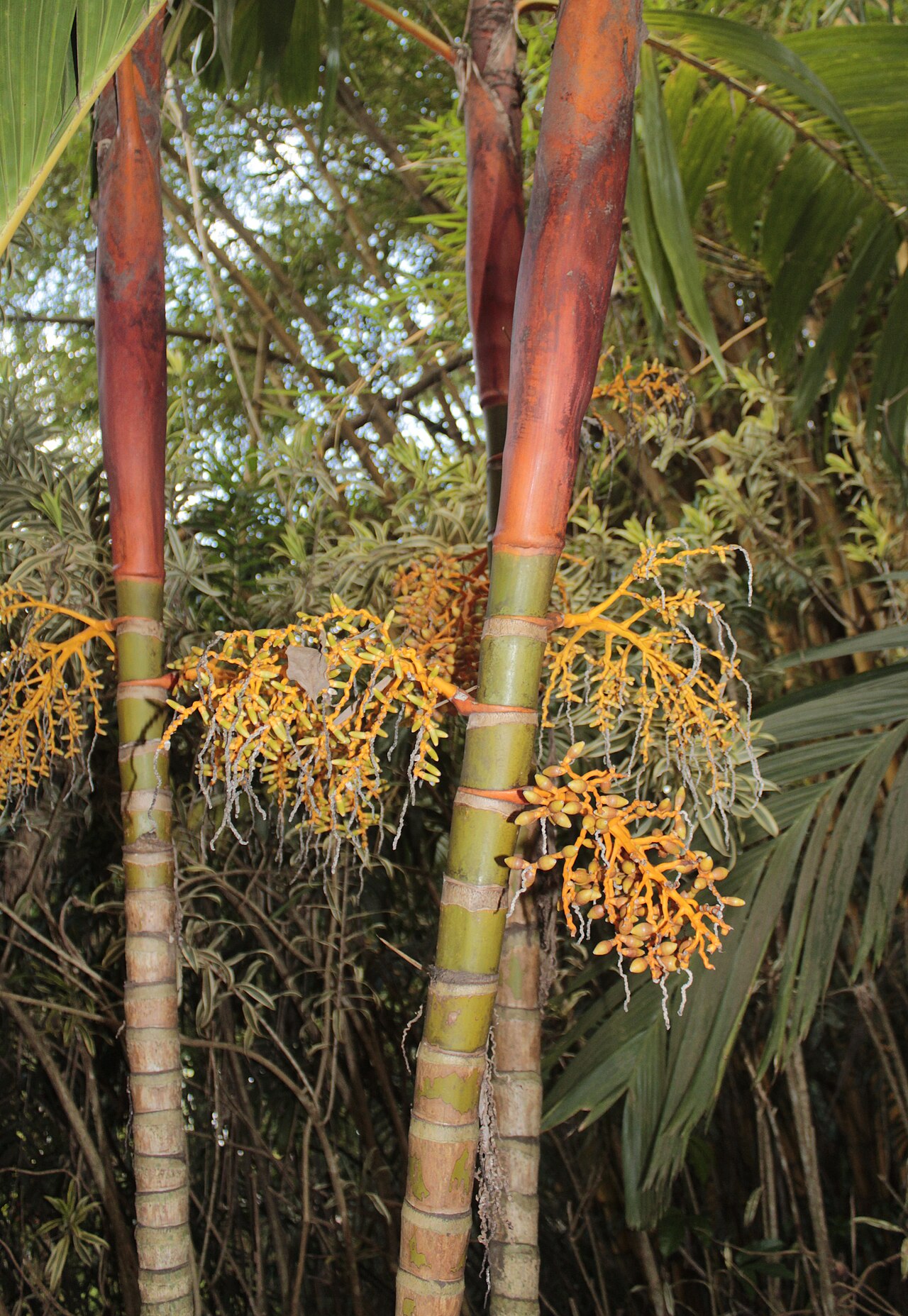 Pinang yaki: Areca vestiaria at Inhotim. Brumadinho, Brazil.