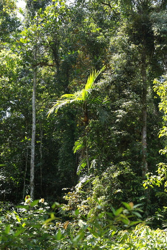 Pinang yaki (Areca vestiaria)