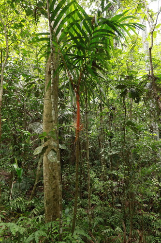 Pinang yaki (Areca vestiaria)