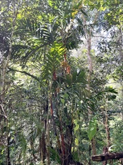 Pinang yaki (Areca vestiaria)