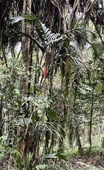 Pinang yaki (Areca vestiaria)