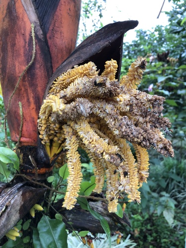 Pinang yaki (Areca vestiaria)