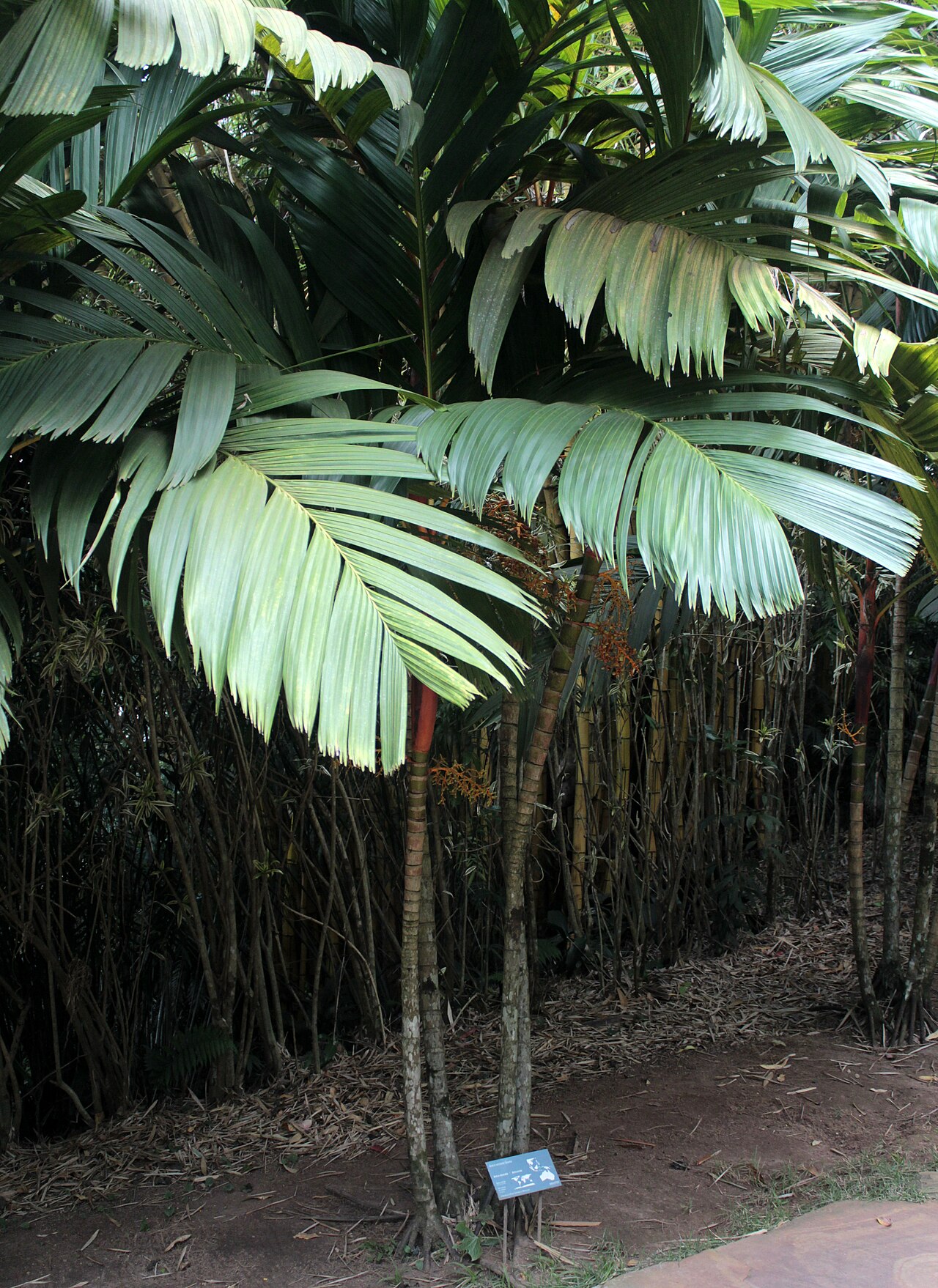 Pinang yaki: Areca vestiaria at Inhotim. Brumadinho, Brazil.
