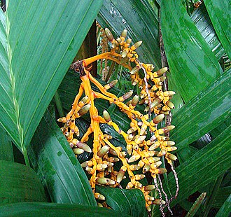Pinang yaki: Native to eastern Indonesia, in this case northern Suluwesi. In context at www.dixpix.ca/indonesia/flora/palms/index.html