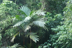 Pinang yaki (Areca vestiaria)