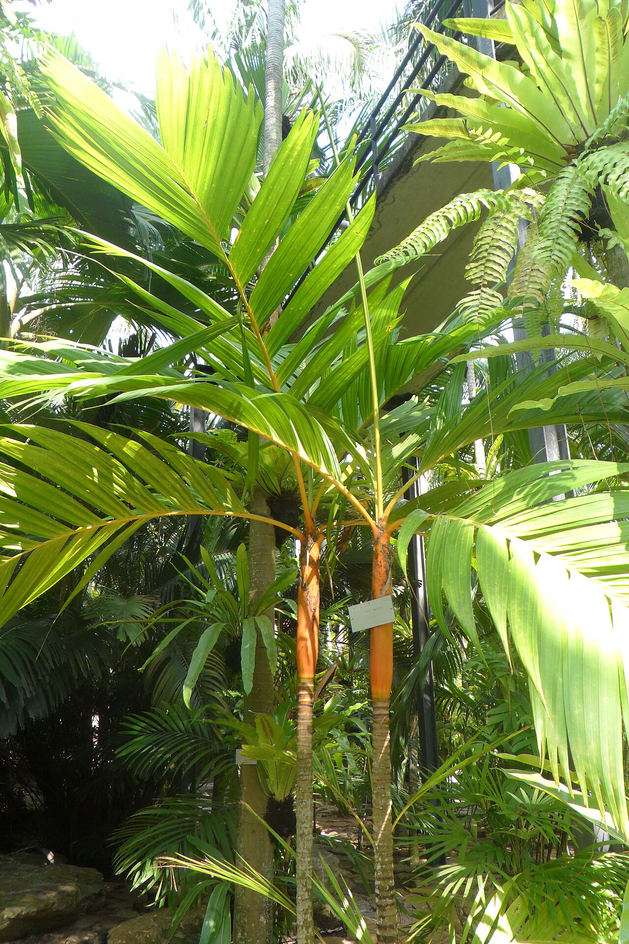 Pinang yaki: Areca vestiaria. Nong Nooch Tropical Garden. Thailand.