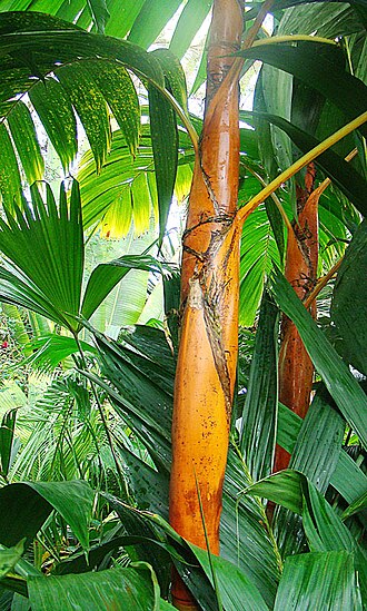 Pinang yaki: Native to eastern Indonesia. Known as Orange Crownshaft Palm. Photo from northern Suluwesi. In context at www.dixpix.ca/indonesia/flora/palms/index.html
