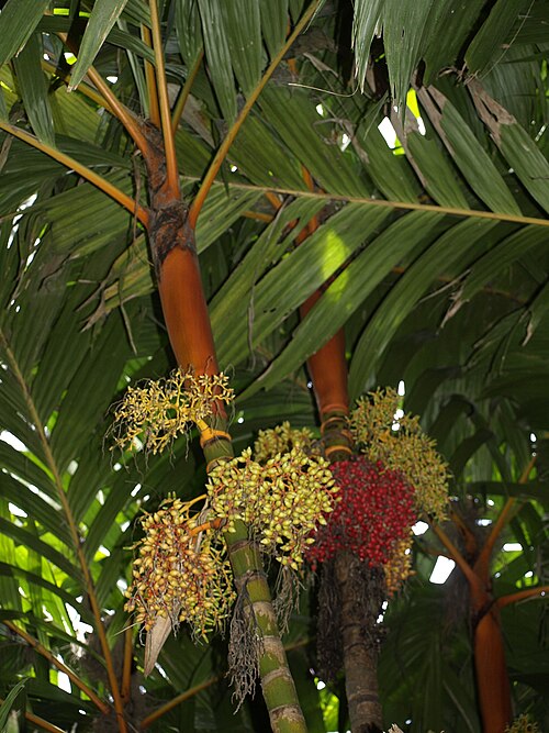 Pinang yaki: cultivated, Costa Rica