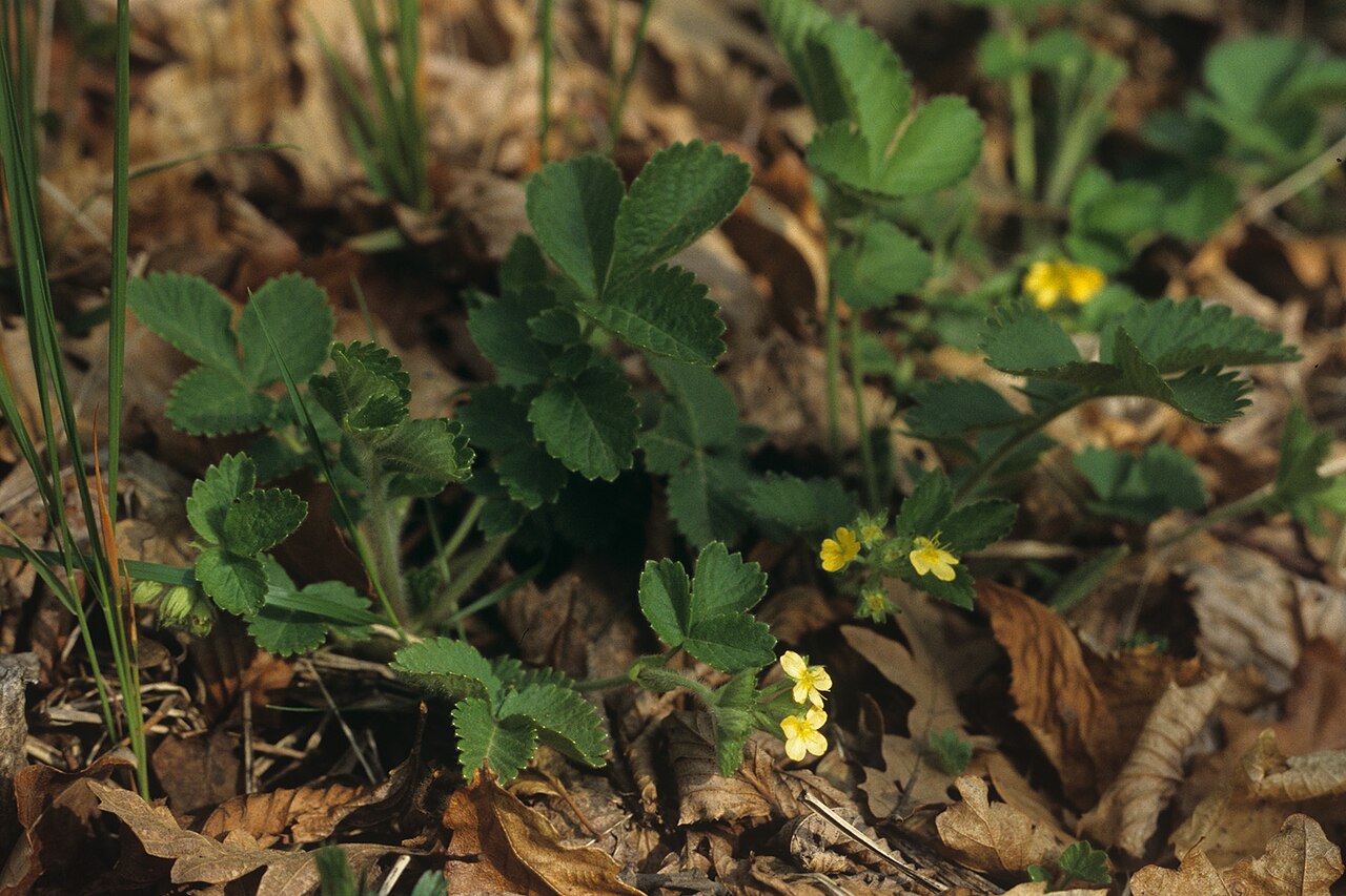 Aremonia agrimonoides: Aremonia agrimonoides Palsko jezero, Slovenia