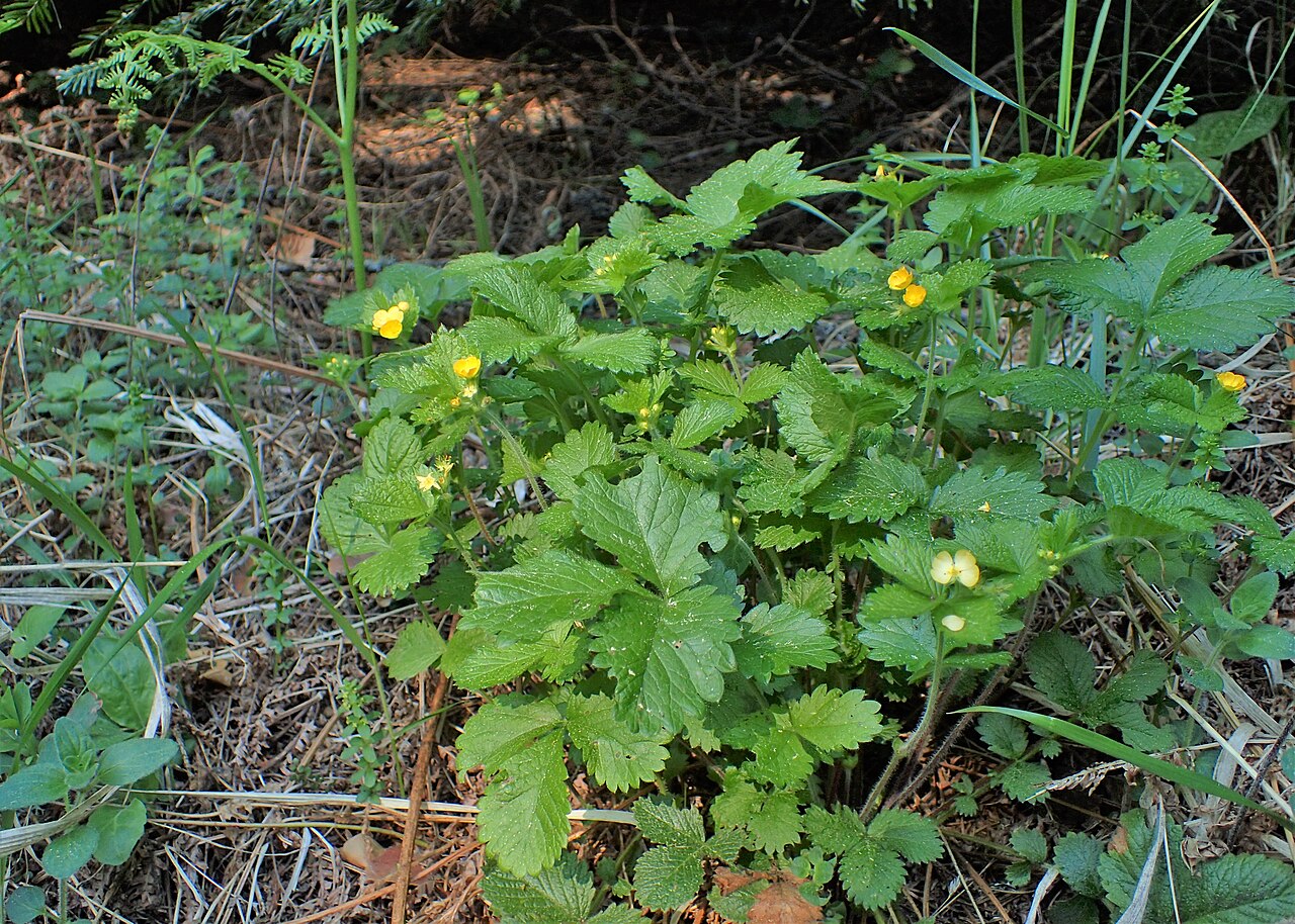 Aremonia agrimonoides: Aremonia agrimonoides in Bansko, W Bulgaria