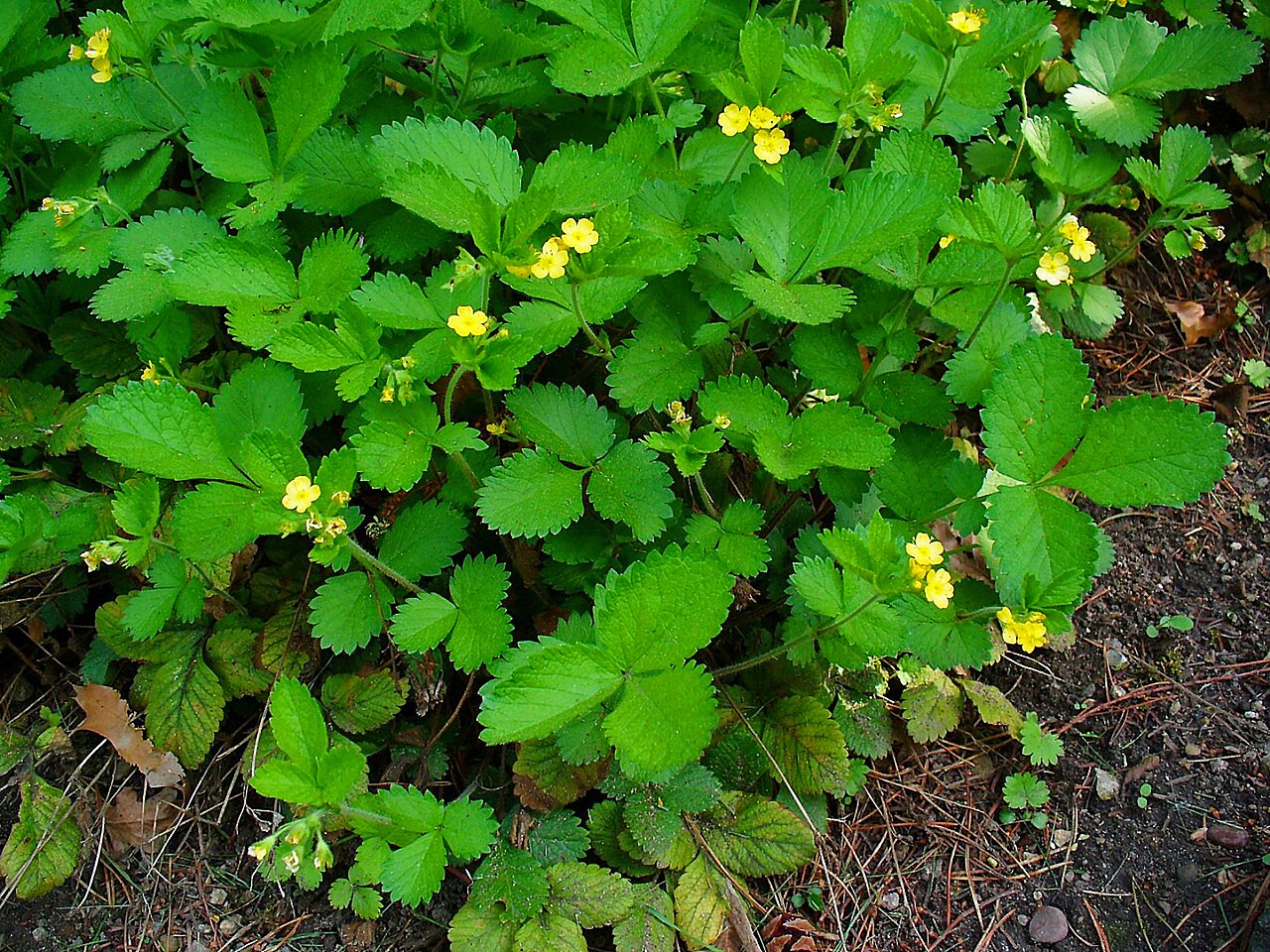 Aremonia agrimonoides: Bastard Agrimony, habitus; Botanical Garden KIT, Karlsruhe, Germany.