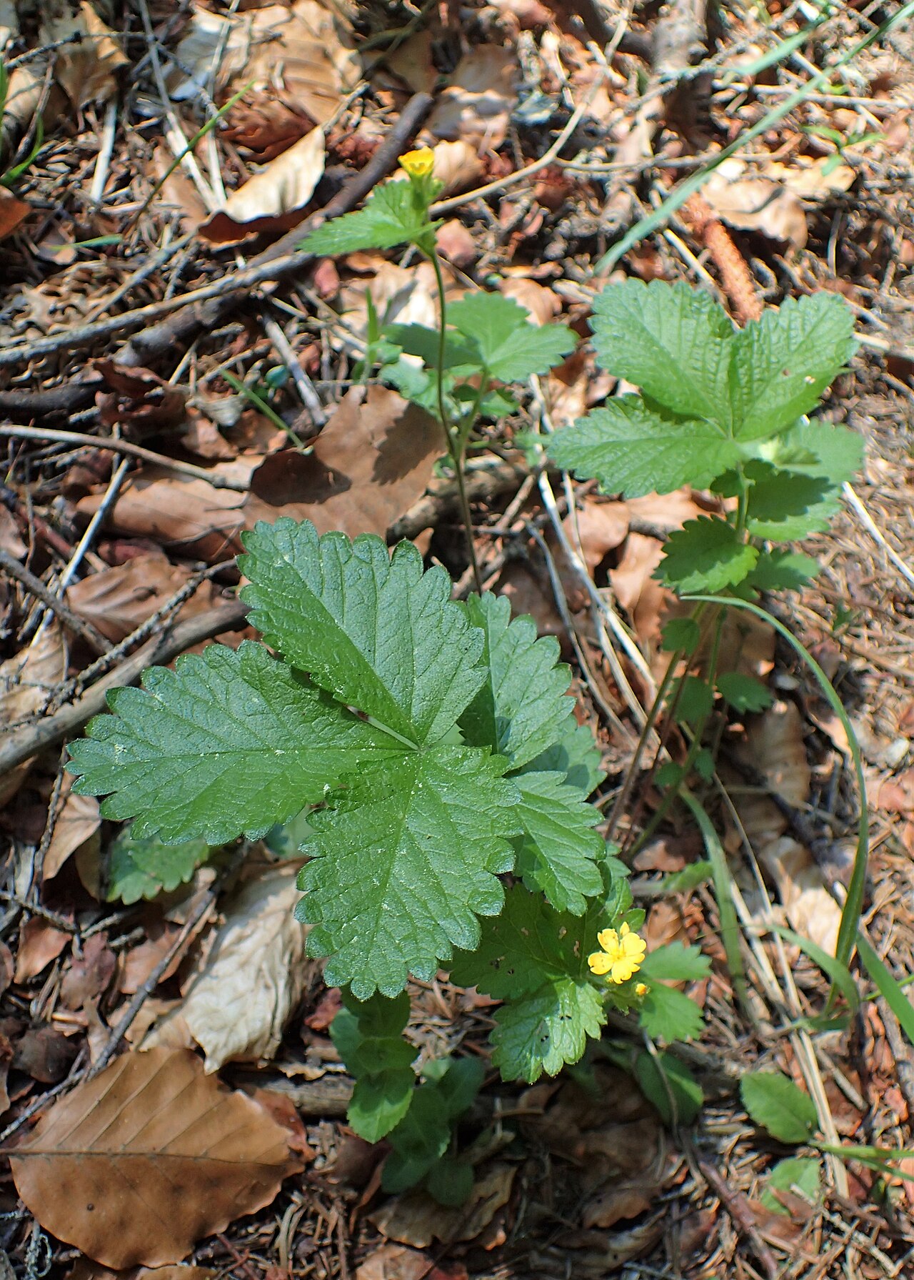 Aremonia agrimonoides: Aremonia agrimonoides in Bansko, W Bulgaria