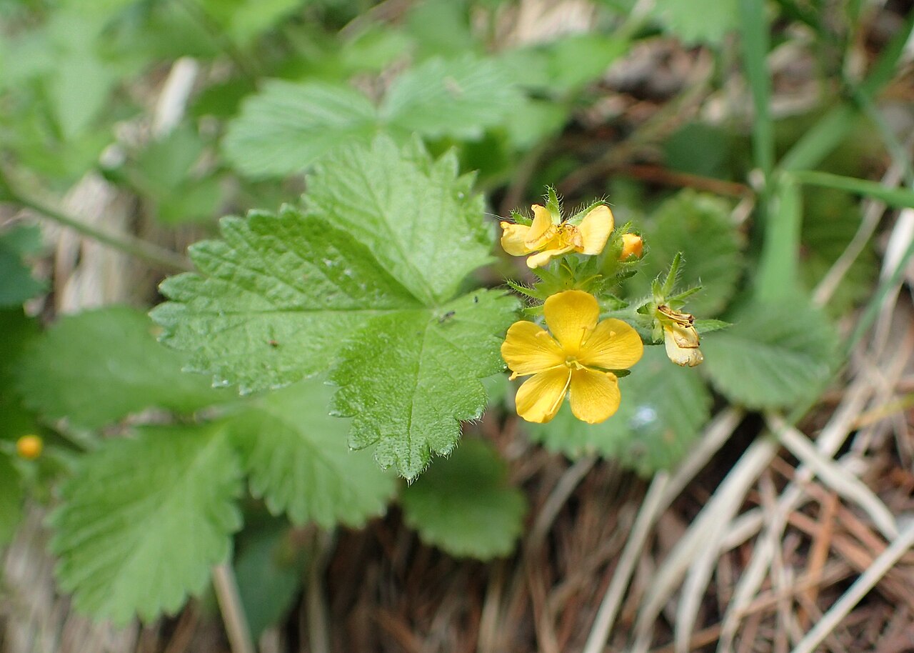 Aremonia agrimonoides: Aremonia agrimonoides on Vitosha Mt., W Bulgaria