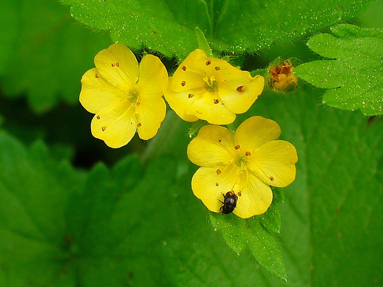 Aremonia agrimonoides: Bastard Agrimony, flowers; Botanical Garden KIT, Karlsruhe, Germany.