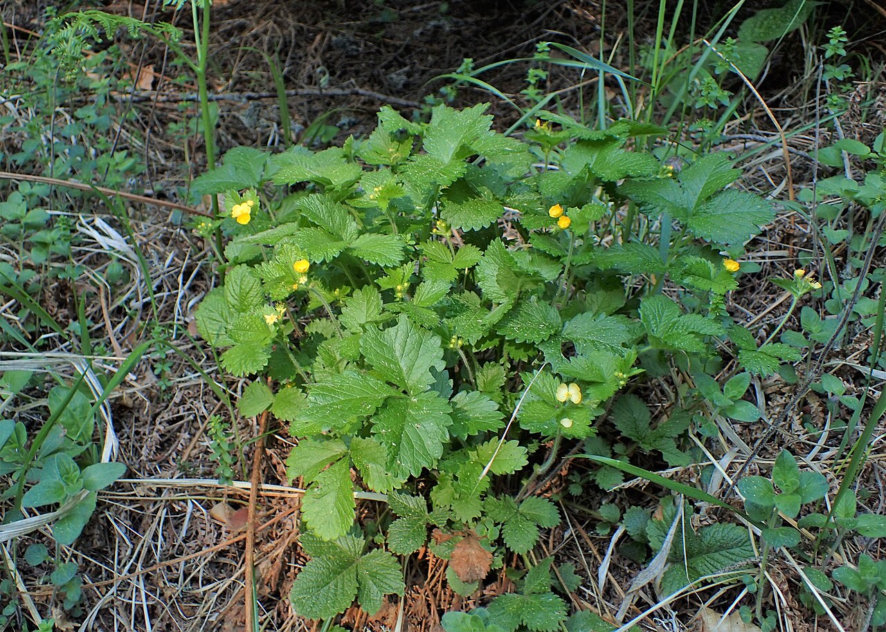 Aremonia agrimonoides: Aremonia agrimonoides in Bansko, W Bulgaria