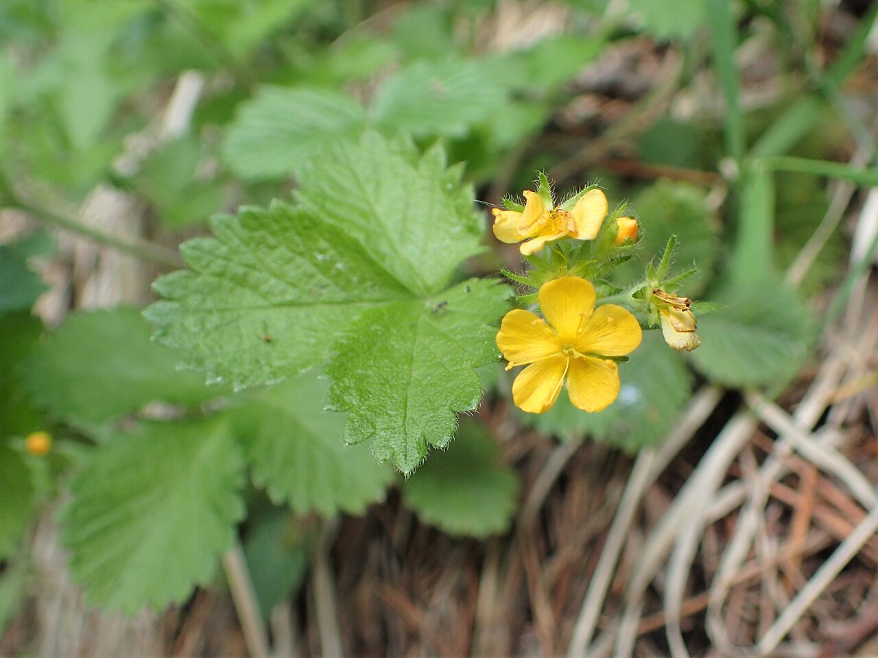 Aremonia agrimonoides: Aremonia agrimonoides on Vitosha Mt., W Bulgaria