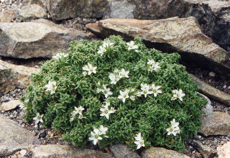Arenaria aggregata: Arenaria aggregata