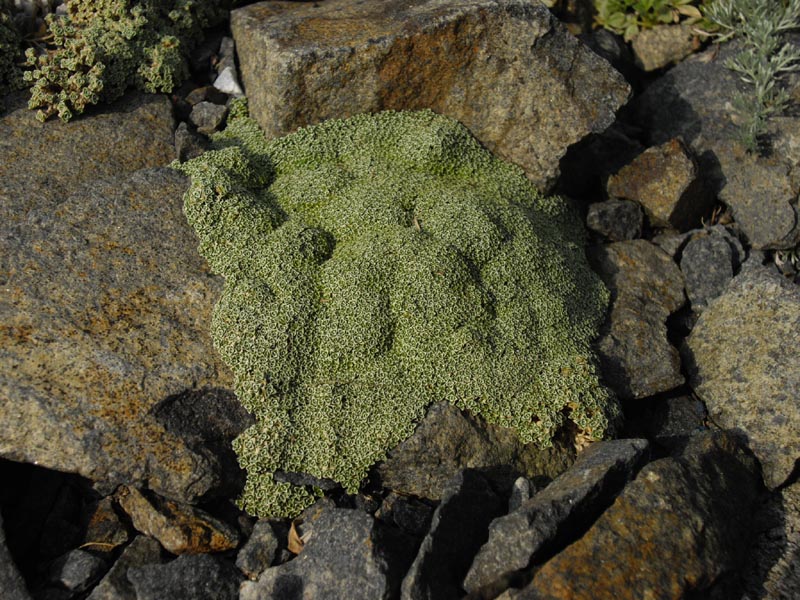Arenaria alfacarensis: Arenaria alfacarensis