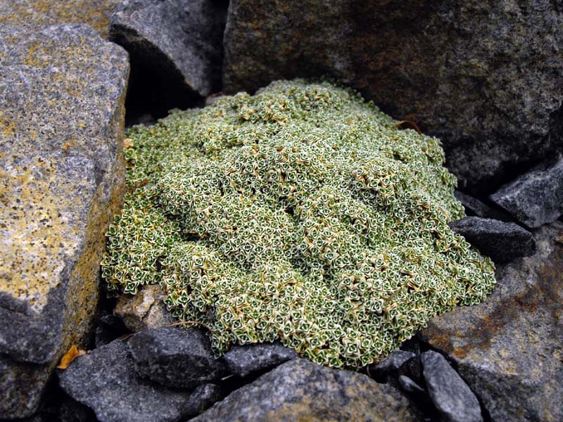 Arenaria alfacarensis: Arenaria alfacarensis