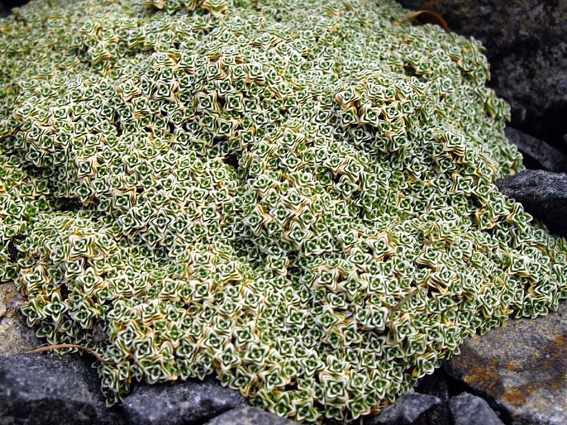 Arenaria alfacarensis: Arenaria alfacarensis