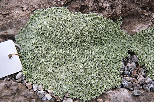 Arenaria alfacarensis: Arenaria alfacarensis , Montreal Botanical Garden , Montreal, Quebec