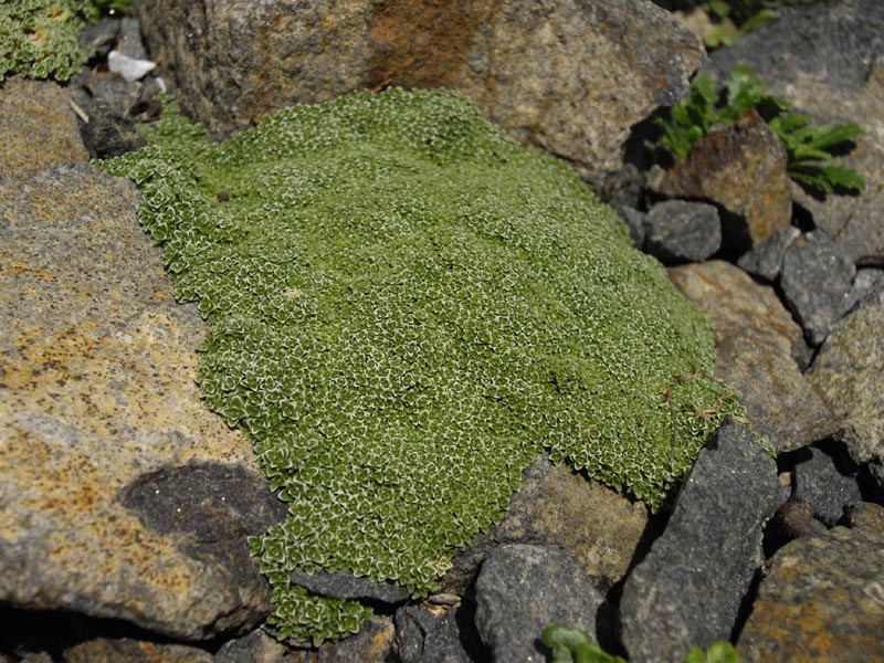Arenaria alfacarensis: Arenaria alfacarensis