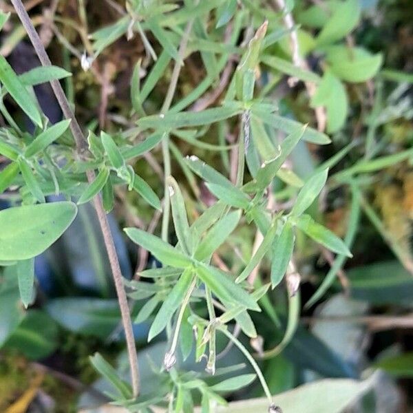 Arenaria altorum (Arenaria altorum)