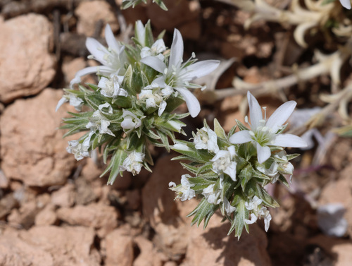 Arenaria armerina (Arenaria armerina)