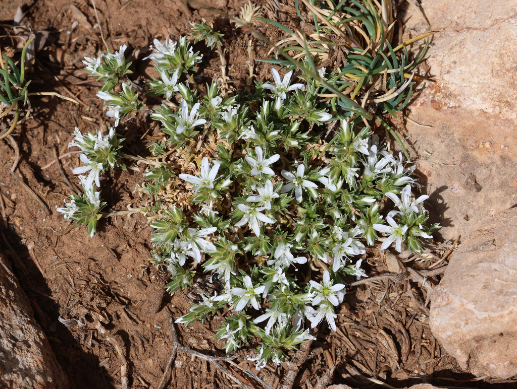 Arenaria armerina (Arenaria armerina)
