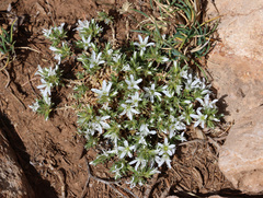 Arenaria armerina (Arenaria armerina)