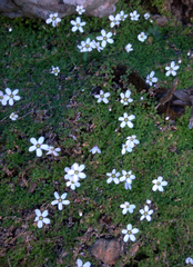 Arenaria balearica (Arenaria balearica)