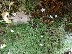 Arenaria balearica (Arenaria balearica)