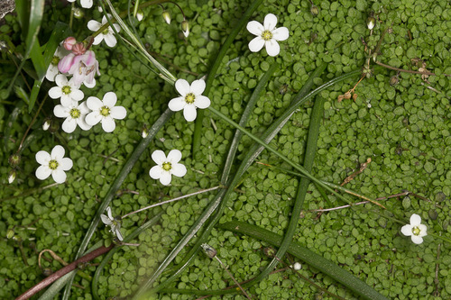 Arenaria balearica (Arenaria balearica)