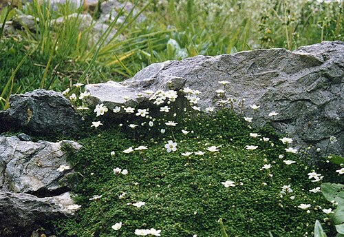 Arenaria balearica: Arenaria balearica