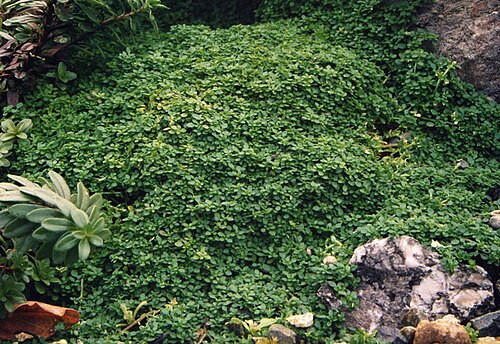 Arenaria balearica: Arenaria balearica