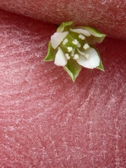 Hilly sandwort (Arenaria benthamii)