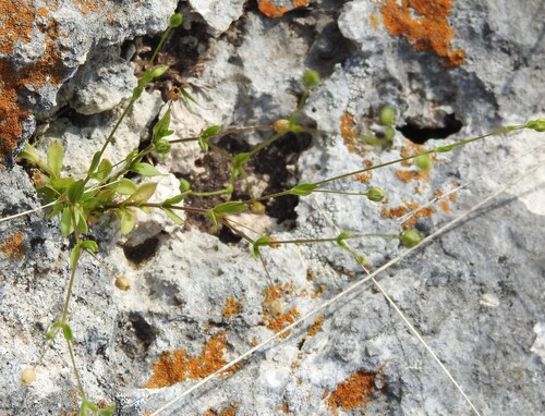 Hilly sandwort (Arenaria benthamii)