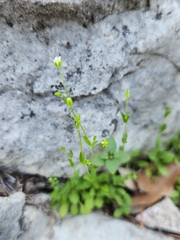 Hilly sandwort (Arenaria benthamii)