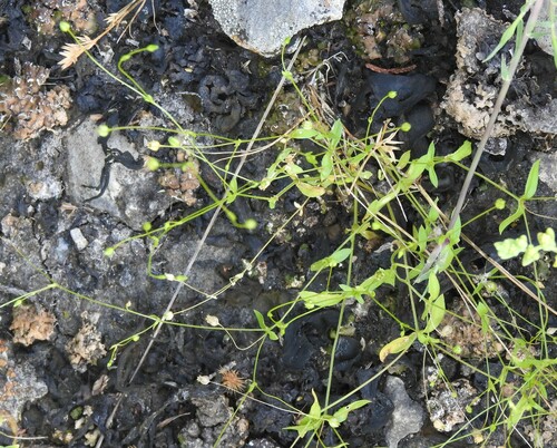 Hilly sandwort (Arenaria benthamii)