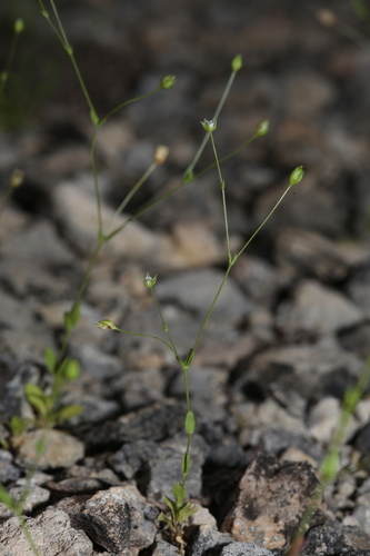 Hilly sandwort (Arenaria benthamii)