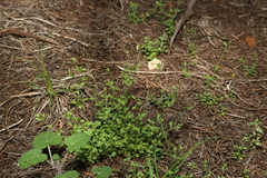 Hilly sandwort (Arenaria benthamii)