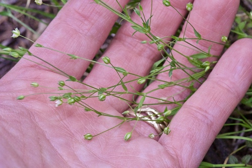 Hilly sandwort (Arenaria benthamii)