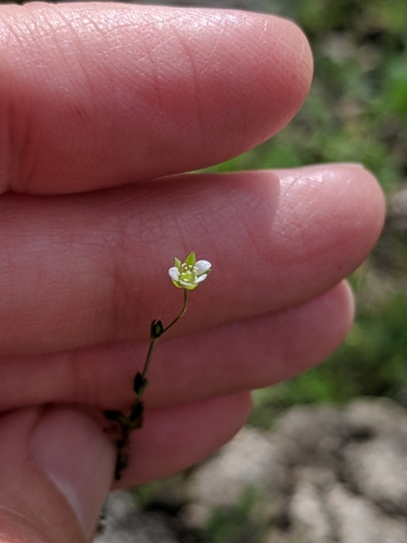 Hilly sandwort (Arenaria benthamii)