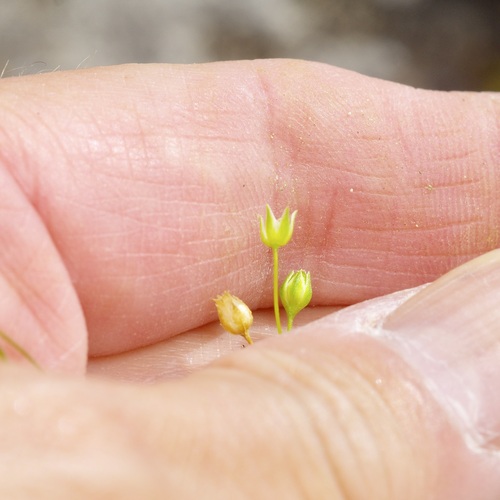 Hilly sandwort (Arenaria benthamii)