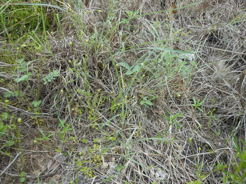 Hilly sandwort (Arenaria benthamii)