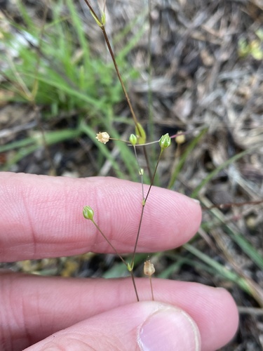 Hilly sandwort (Arenaria benthamii)