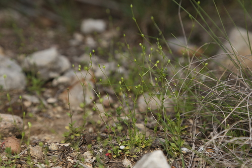 Hilly sandwort (Arenaria benthamii)