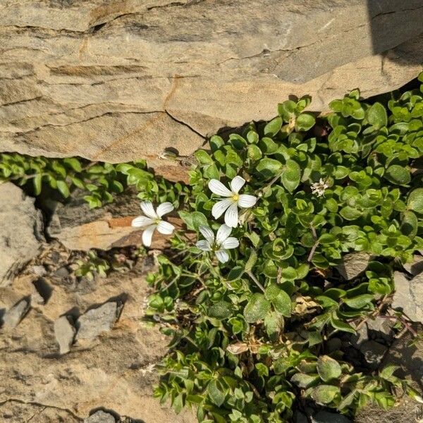 Arenaria bertolonii (Arenaria bertolonii)