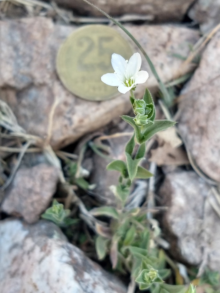 Arenaria catamarcensis (Arenaria catamarcensis)
