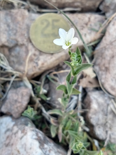 Arenaria catamarcensis (Arenaria catamarcensis)
